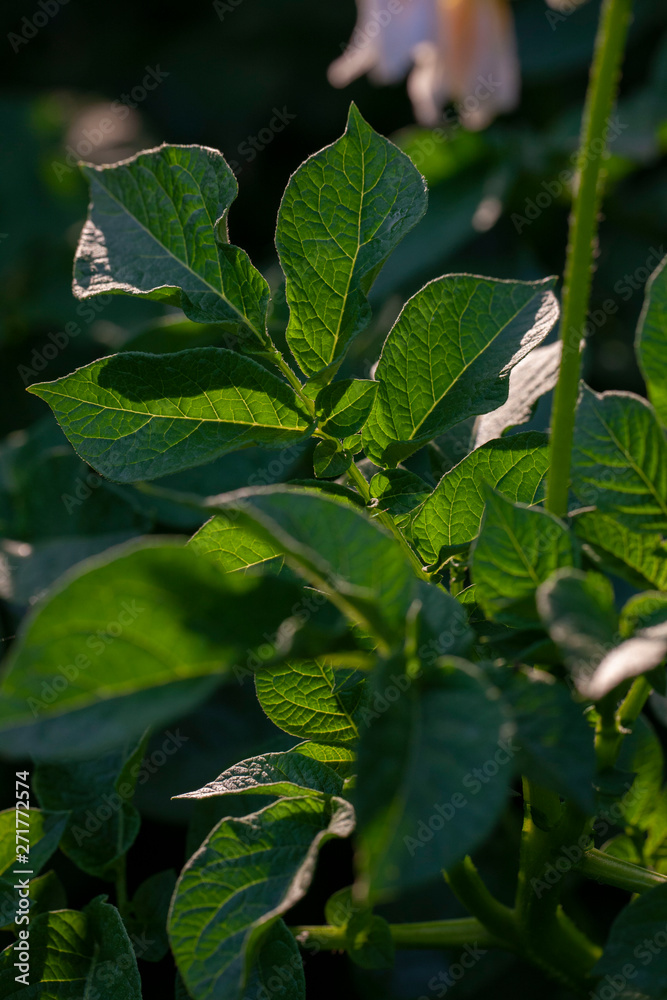 Field of Potatoes. Flowering potatoes. Agriculture Field of Potatoes. Flowering potatoes. Agriculture