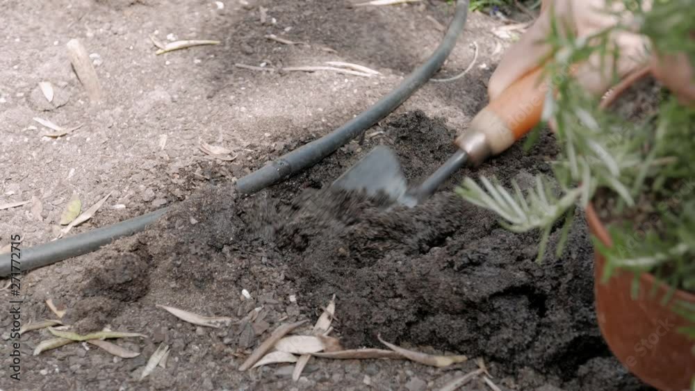 plant rosemary in the garden with drip irrigation plant rosemary in the garden with drip irrigation