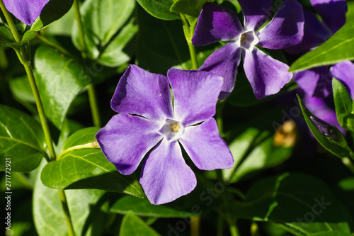 Vinca minor or periwinkle flower close up