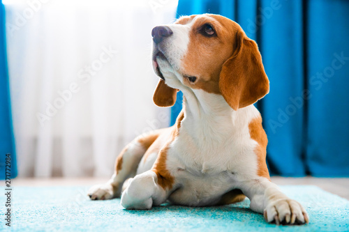 Beagle dog close-up portrait