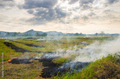 burning  field after harvest © Voravuth