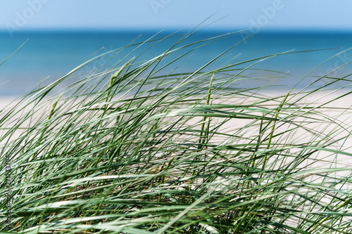 Green grass on Baltic sea beach near Liepaja  Latvia.