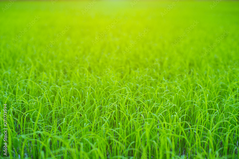 Green rice seedlings field, Bio agriculture background, Close-up.