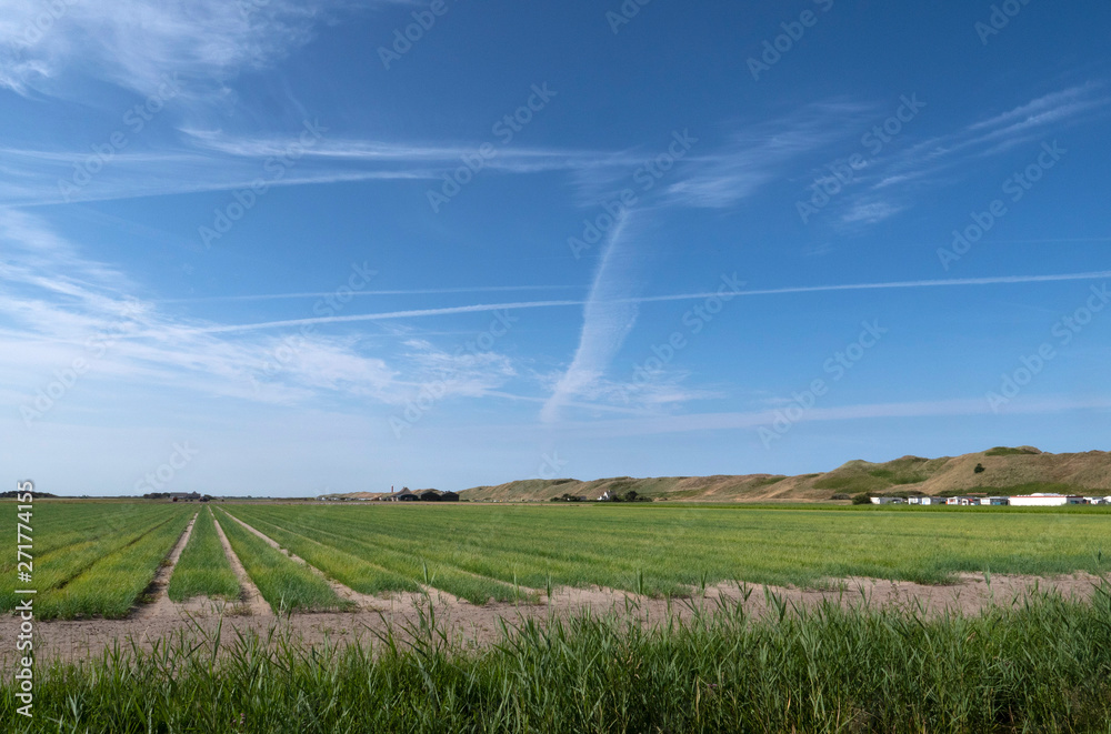 Julianadorp Netherlands. Tulipfields in summer Julianadorp Netherlands. Tulipfields in summer