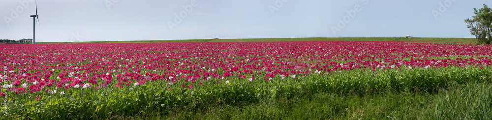 Panorama field of poppies. Flowers. Groningen Netherlands