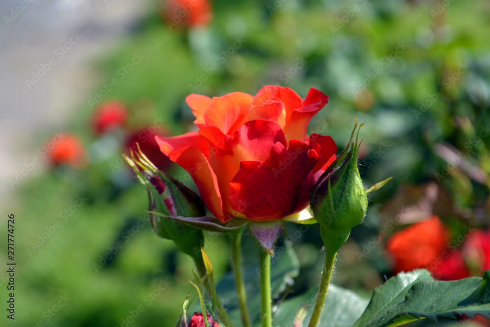 Obraz premium orange roses in the garden 