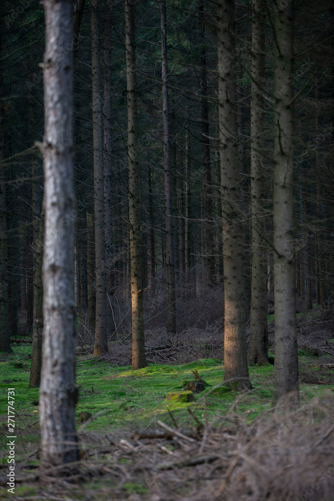Forest drente Netherlands. Tree stem pines Forest drente Netherlands. Tree stem pines