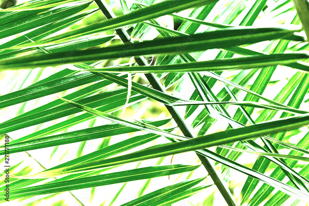 lush foliage in the tropical garden. jungle plants. Natural background lush foliage in the tropical garden. jungle plants. Natural background