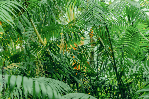 lush foliage in the tropical garden. Banana and jungle plants. Natural background