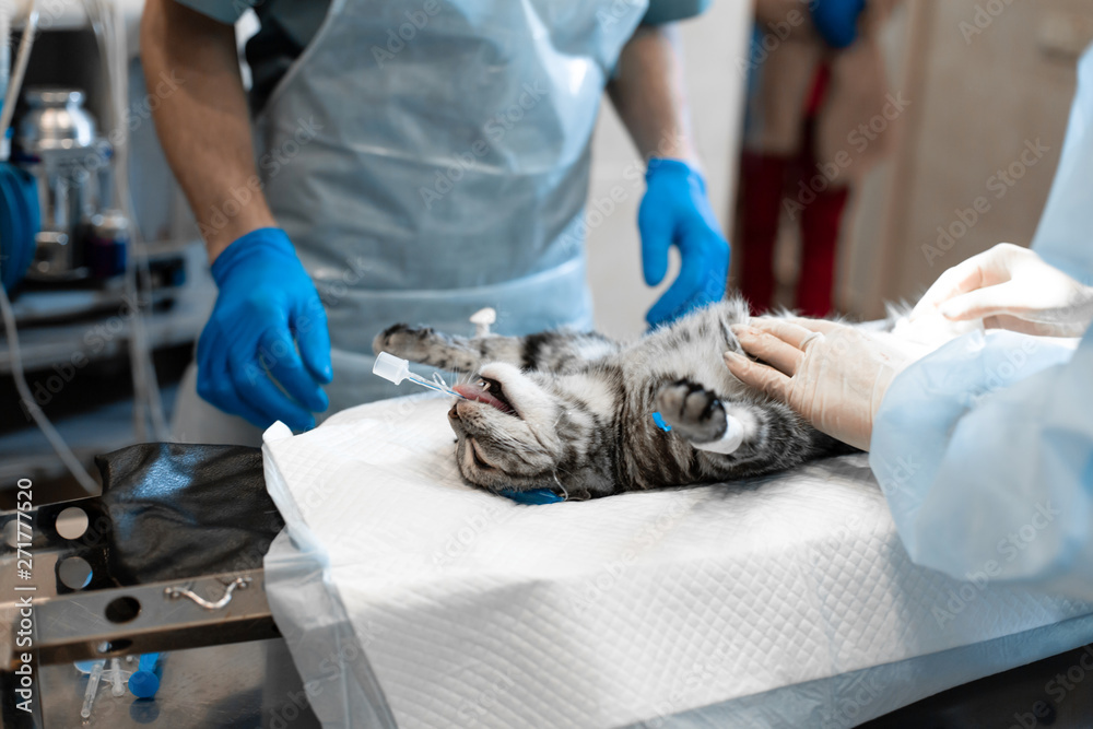 cat under general anesthesia on the operating table. Pet surgery Stock ...