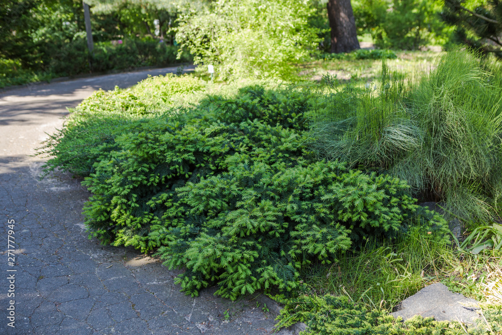 Fototapeta premium A country house with a beautiful backyard behind the house, landscape design