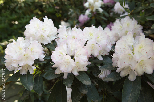 Vászonkép Rhododendron formosum in bloom with flowers of different colors