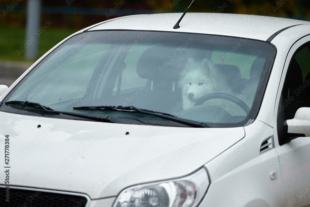 White samoyed sitting in car, copy space. Dog left alone in locked car. Abandoned animal in closed space. Danger of pet overheating