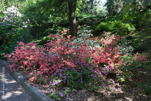 Fototapeta Naklejka Na Ścianę i Meble -  Rhododendron plants in bloom with flowers of different colors. Azalea bushes in the Botanical park with different flower colors. Rhododendron flower 