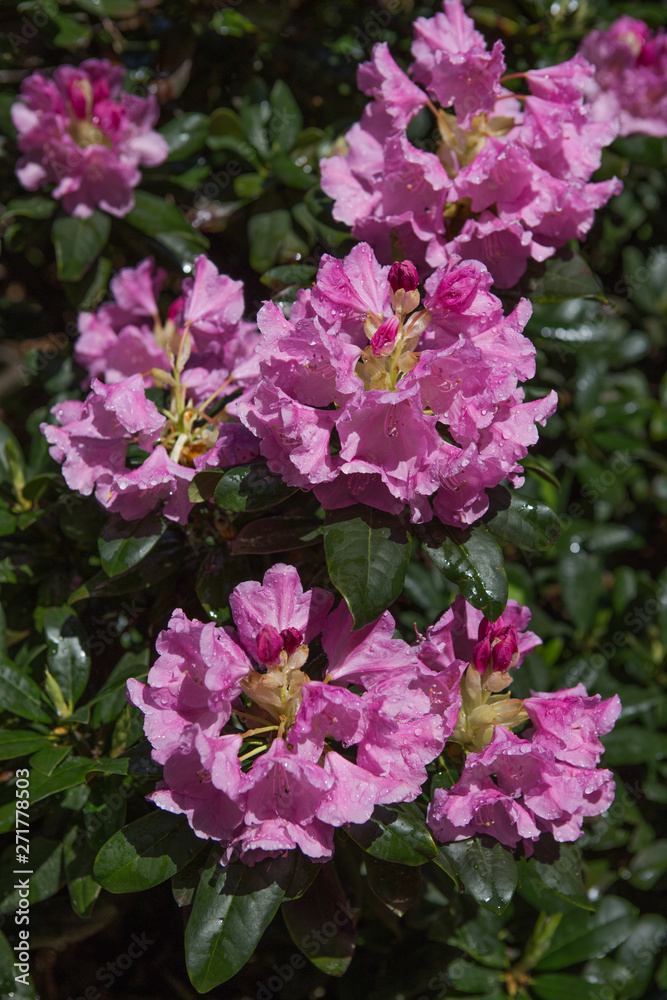 Rhododendron plants in bloom with flowers of different colors. Azalea bushes in the Botanical park with different flower colors. Rhododendron flower Rhododendron plants in bloom with flowers of different colors. Azalea bushes in the Botanical park with different flower colors. Rhododendron flower