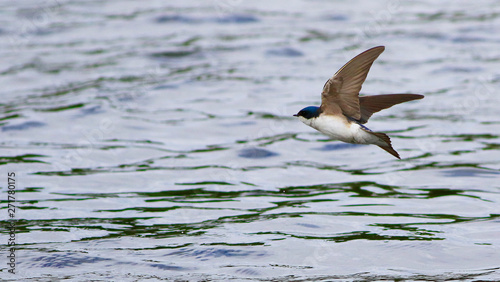 hirondelle bicolore photo