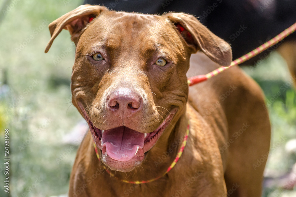 closeup portrait of a smiling redhead pit bull terrier