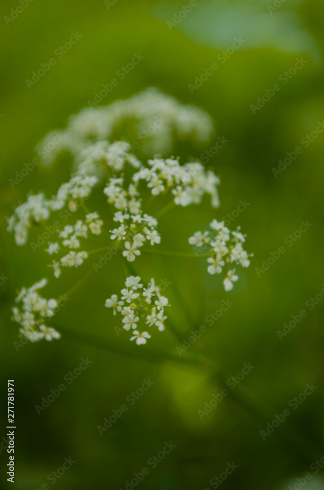White wildflowers on the green background White wildflowers on the green background