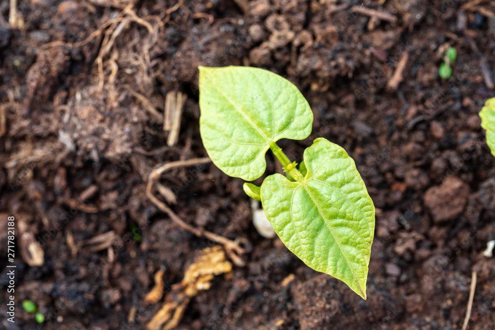 Young shoots of gently green leaflets of vegetable cultures on beds in the spring afternoon. Ready photo background. Macro. Young shoots of gently green leaflets of vegetable cultures on beds in the spring afternoon. Ready photo background. Macro.