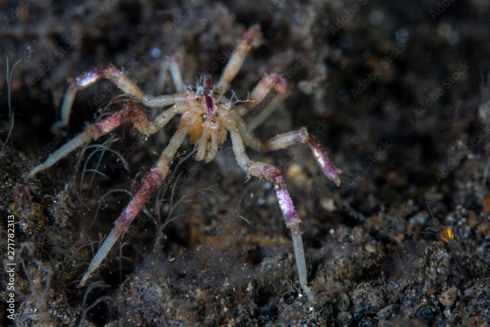 A colorful sea spider crawls over a black sand slope in Indonesia. Sea spiders are small predators of marine invertebrates. A colorful sea spider crawls over a black sand slope in Indonesia. Sea spiders are small predators of marine invertebrates.