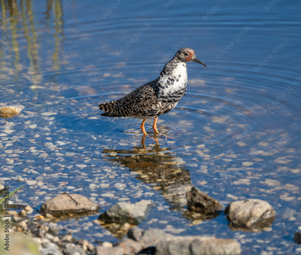 Male Ruff (Philomachus pugnax),Norway,Tromso Male Ruff (Philomachus pugnax),Norway,Tromso