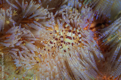 On a coral reef in Indonesia pair of Coleman's shrimp, Periclimenes colemani, live symbiotically among the venomous spines of a urchin, Asthenosoma varium.  photo
