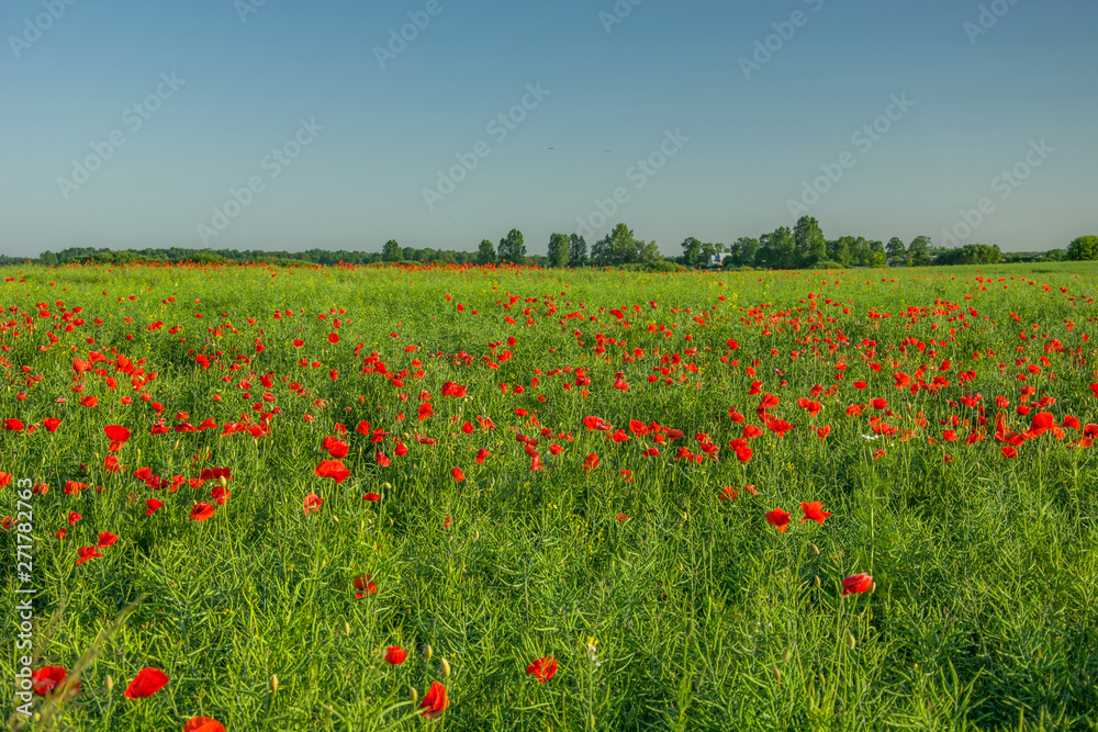 Red poppies in a green rape field, horizon and clear sky