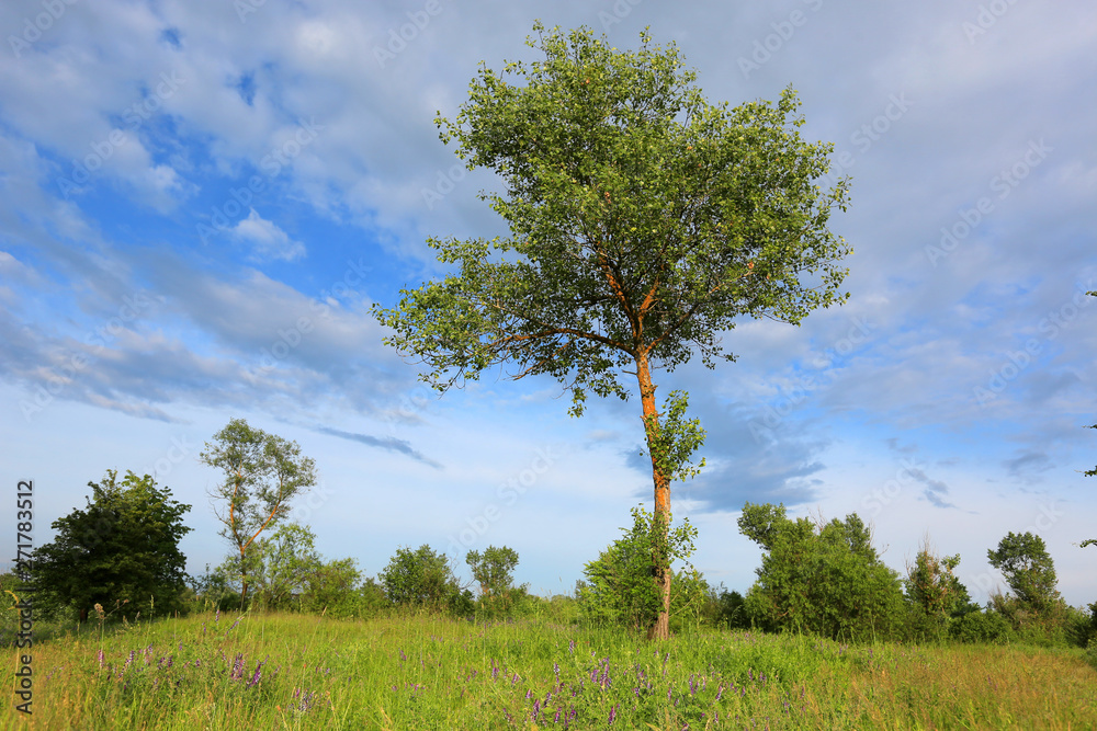tree on meadow tree on meadow