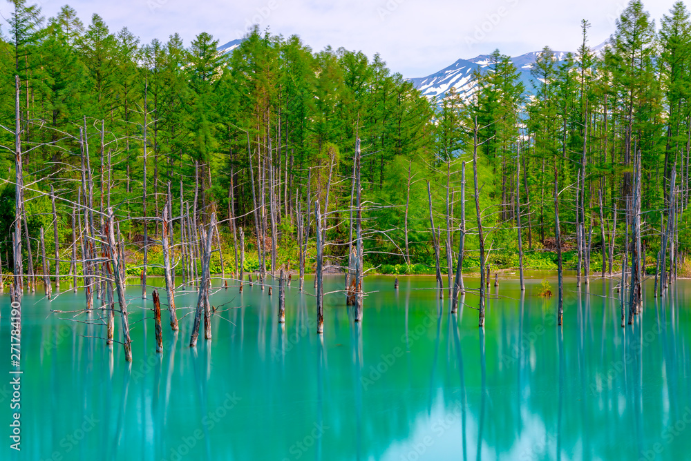 Blue pond (Aoiike) with reflection of tree in summer, located near Shirogane Onsen in Biei Town, Hokkaido, Japan 