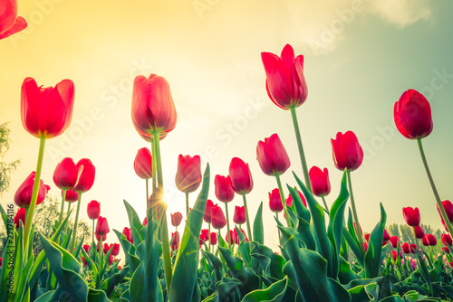 Beautiful bouquet of tulips in spring season .   Filtered image processed vintage effect.  