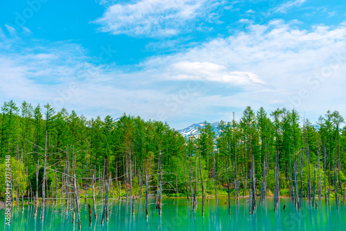 Blue pond (Aoiike) with reflection of tree in summer, located near Shirogane Onsen in Biei Town, Hokkaido, Japan 