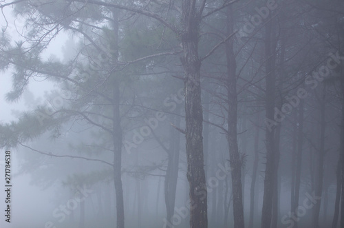 morning fog and pine forest