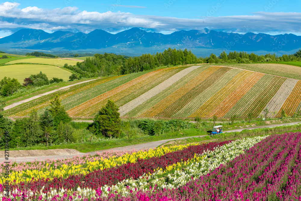 Vivid flowers streak pattern attracts visitors. Panoramic colorful flower field in Shikisai-no-oka,  a very popular spot for sightseeing in Biei Town, Hokkaido, Japan