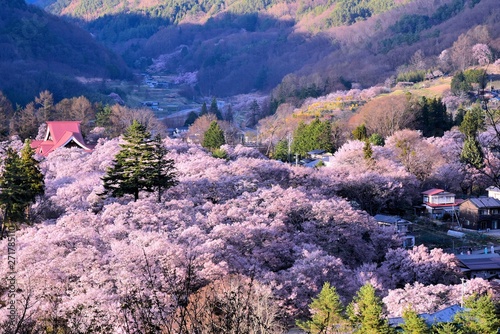 高遠の桜