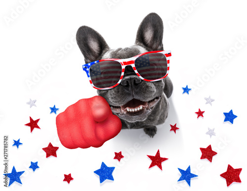 independence day 4th of july dog © Javier brosch