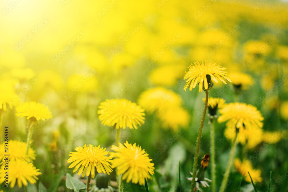 Bright summer horizontal background, banner. Dandelions with sunlight on green grass. Green field with yellow dandelions. Closeup of yellow spring summer flowers Bright summer horizontal background, banner. Dandelions with sunlight on green grass. Green field with yellow dandelions. Closeup of yellow spring summer flowers