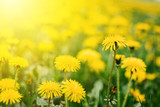 Bright  summer horizontal background, banner. Dandelions with sunlight on green grass. Green field with yellow dandelions. Closeup of yellow spring summer flowers