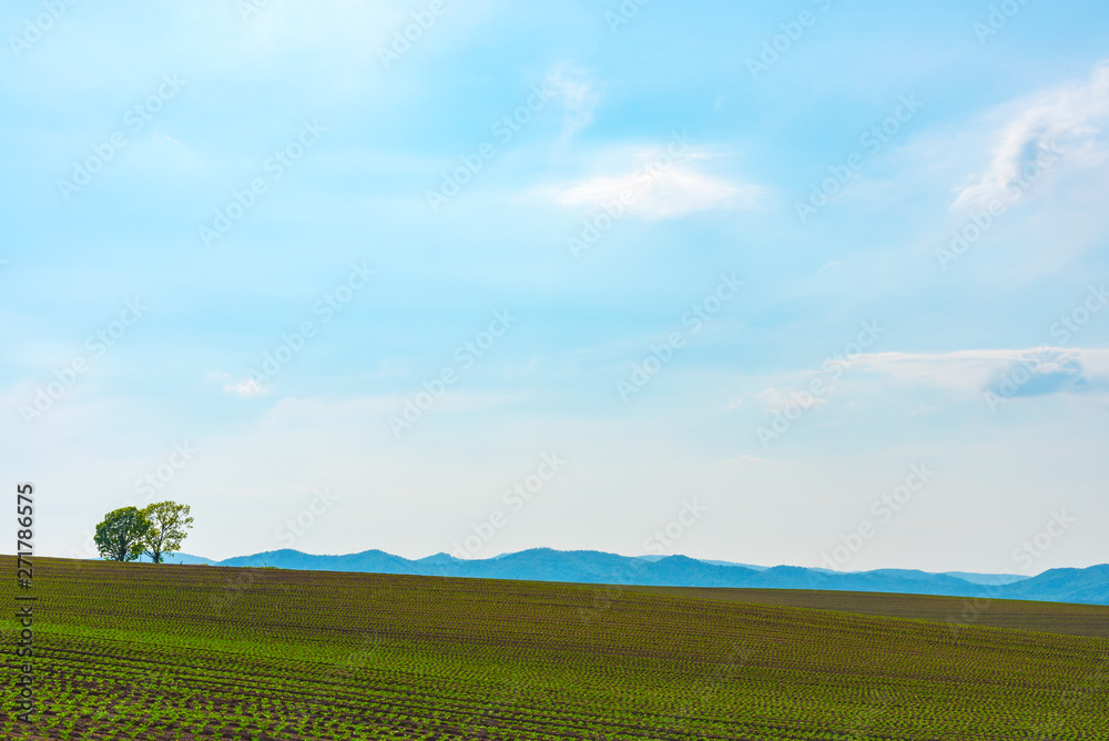 Farmland, Isolated Trees on hill with blue sky background in sunny day. Nature Landscape. Farmland, Isolated Trees on hill with blue sky background in sunny day. Nature Landscape.