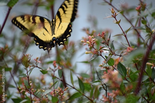 butterfly