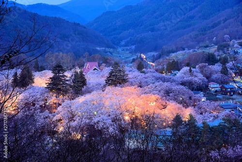 高遠の桜