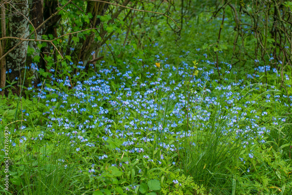 grass in forest grass in forest