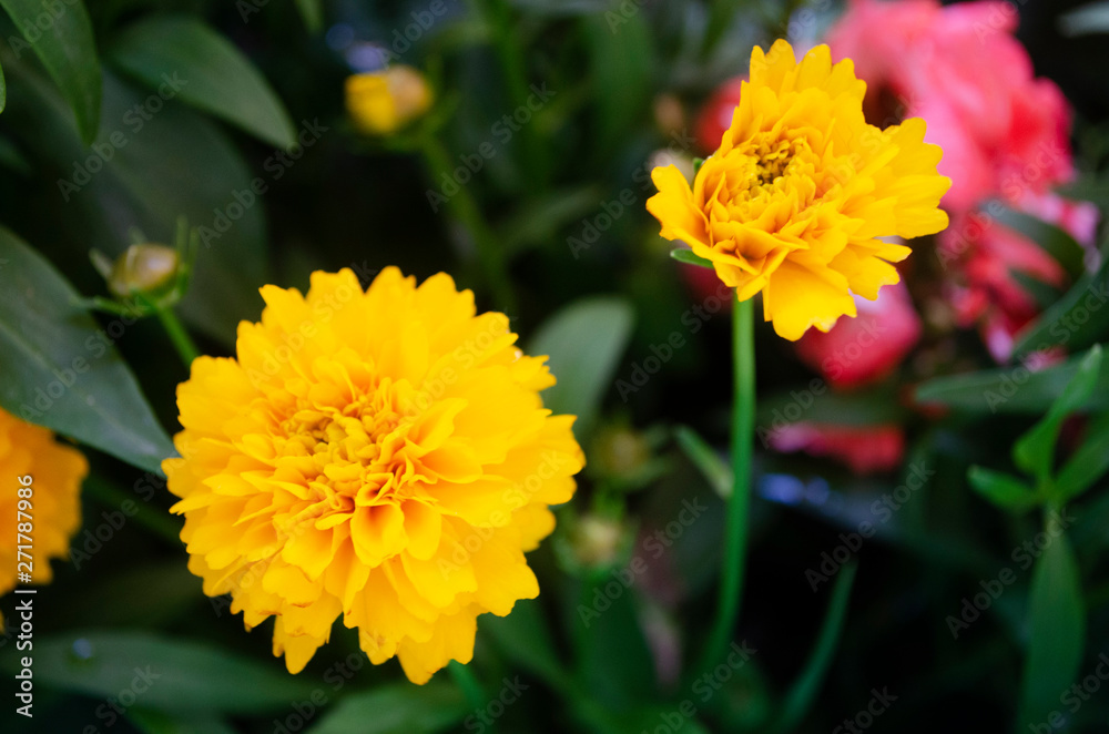 yellow flowers in the garden yellow flowers in the garden