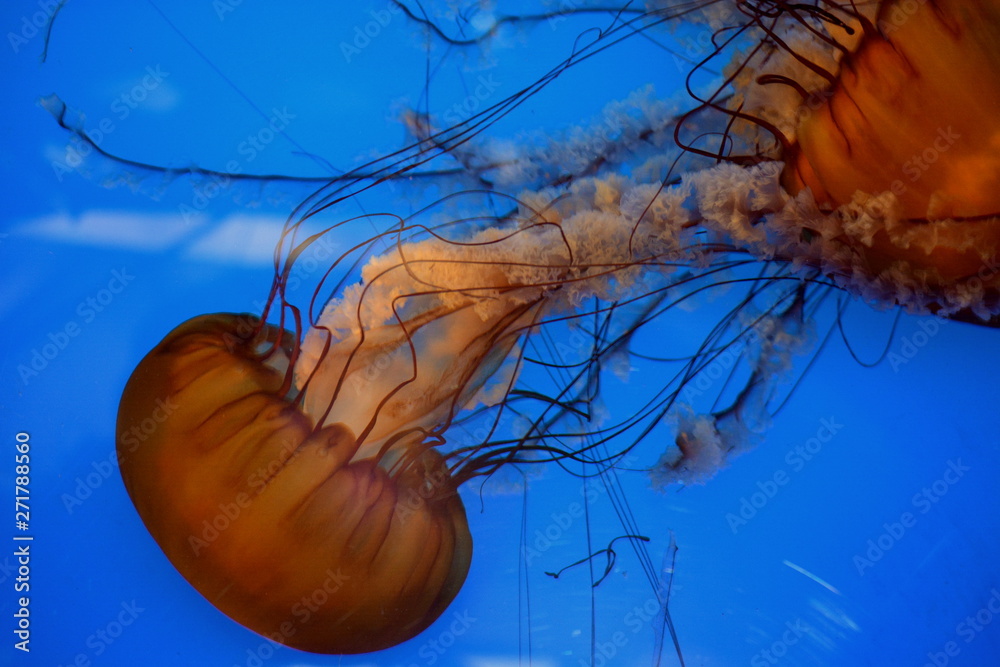 Fototapeta premium jellyfish in water