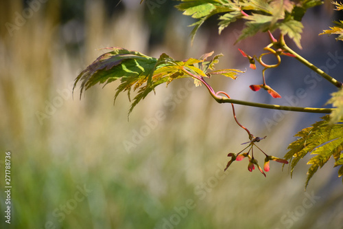 Japanese maple tree in the garden © Kristf