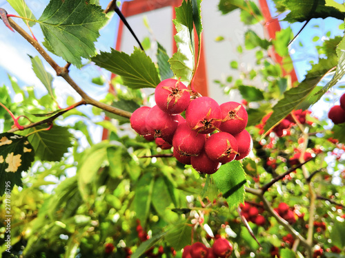 Bunch of ripe hawthorn close-up in gardenwith  glare of  sun