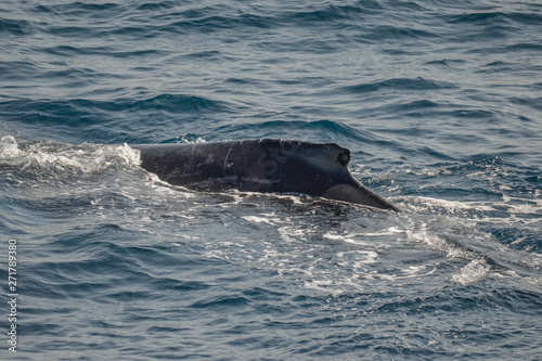 beautiful close up photo shootong of humpback whales in Australia