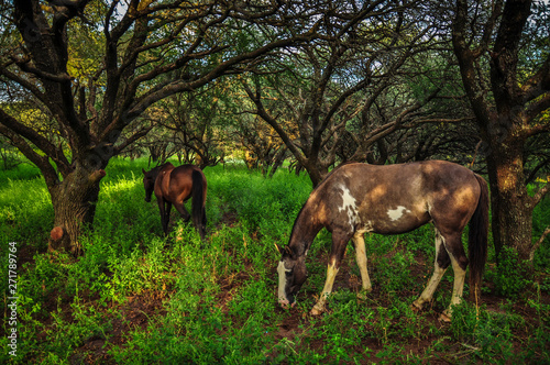 caballos pastando bajo los árboles © Muñoz Docampo