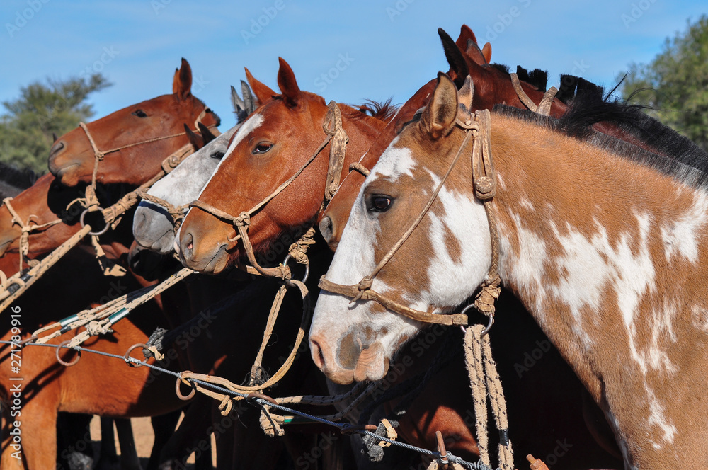retrato de caballos en fila Stock Photo | Adobe Stock