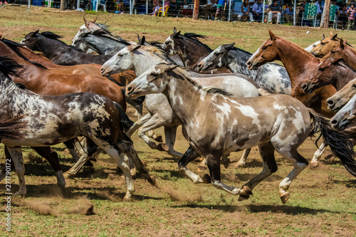 caballos de variados pelajes galopando