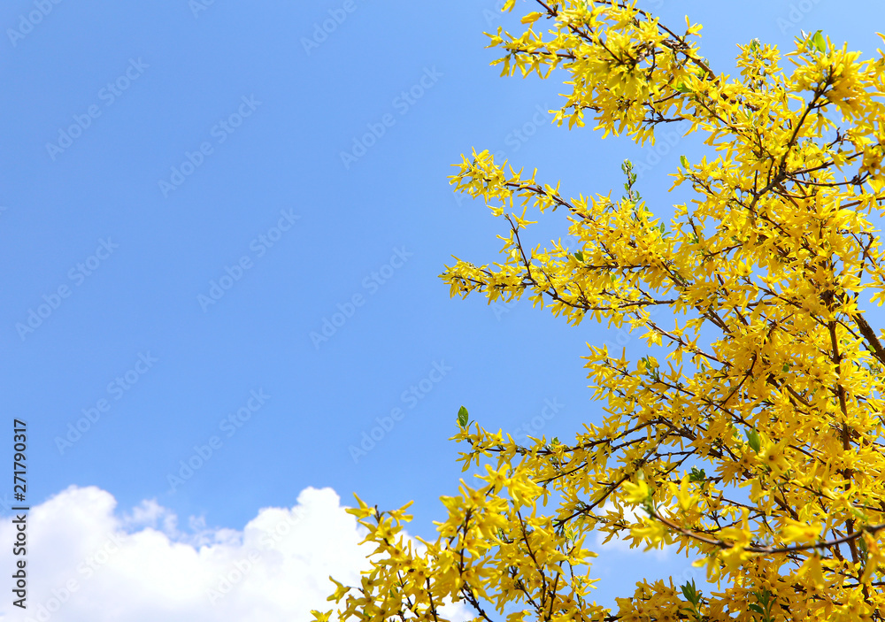 To the right are Forsythia branches with yellow flowers against a blue sky with white clouds. Cropped shot, horizontal, no one, no people, free space. Concept of the seasons. To the right are Forsythia branches with yellow flowers against a blue sky with white clouds. Cropped shot, horizontal, no one, no people, free space. Concept of the seasons.